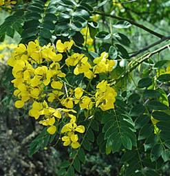 Cassia_spectabilis1